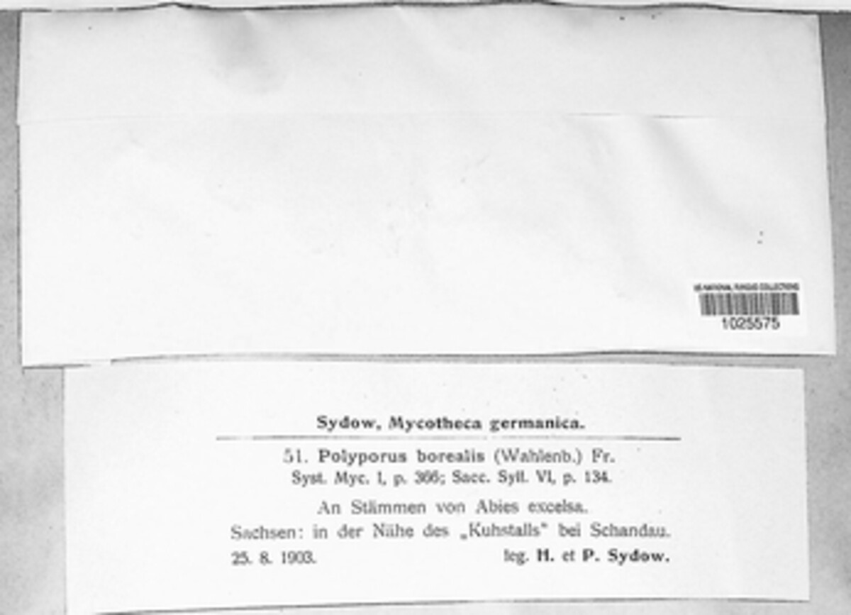 Climacocystis borealis image
